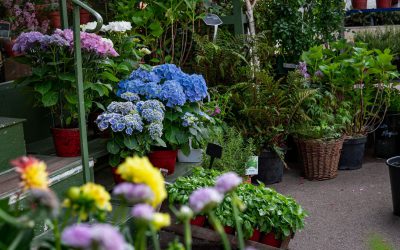 How to Start a Garden in Any Small Space