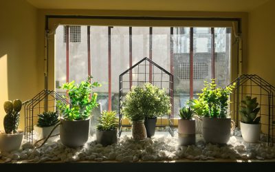 Indoor Gardening Basics Everyone Should Know