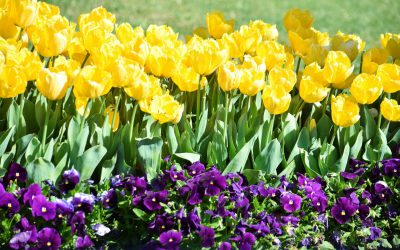 Seasonal Gardening: What to Do Each Month